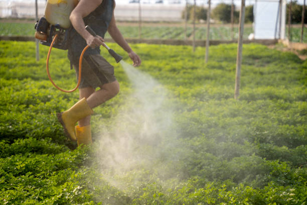 Best Emergency Pest Control  in Grand Terrace, CA