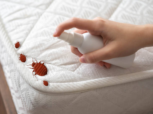 Trusted Grand Terrace, CA Pest Control Experts