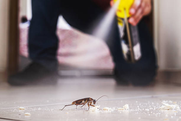 Best Pest Prevention Services  in Grand Terrace, CA
